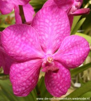 Vanda